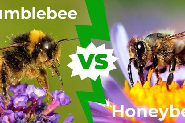 Bumblebee vs Honeybees